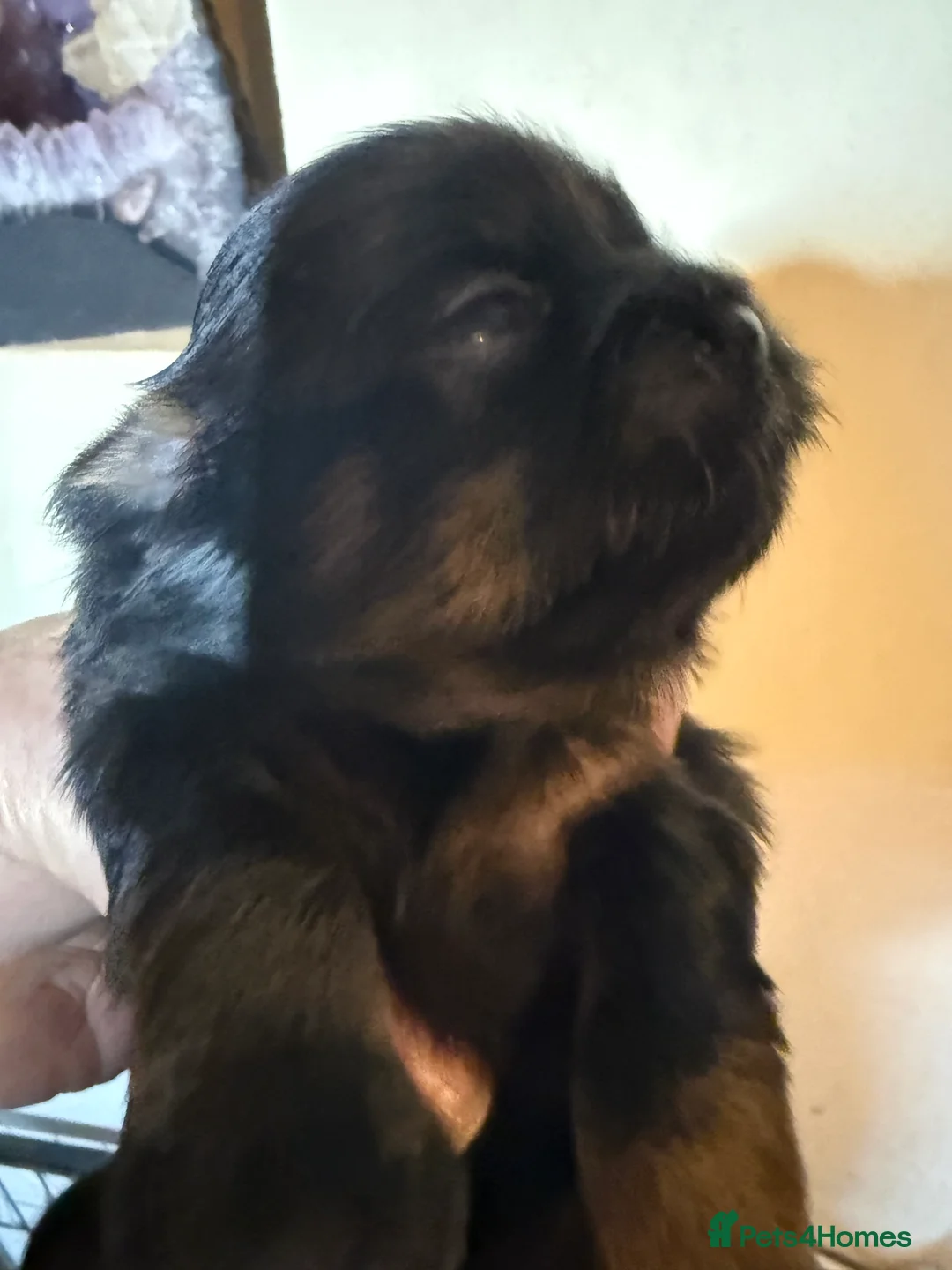 Shih Tzu dogs for sale: Shih Tzus  - Advert 2