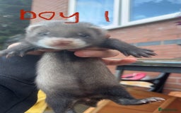 Ferret rodents for sale: 3 baby ferrets - Image 3