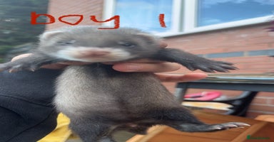 Ferret rodents - Advert 14