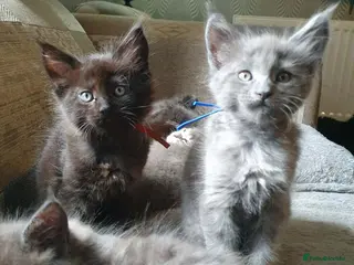 Maine Coon cats Tica registered DNA tested parents poly Maine Coon - Advert 12