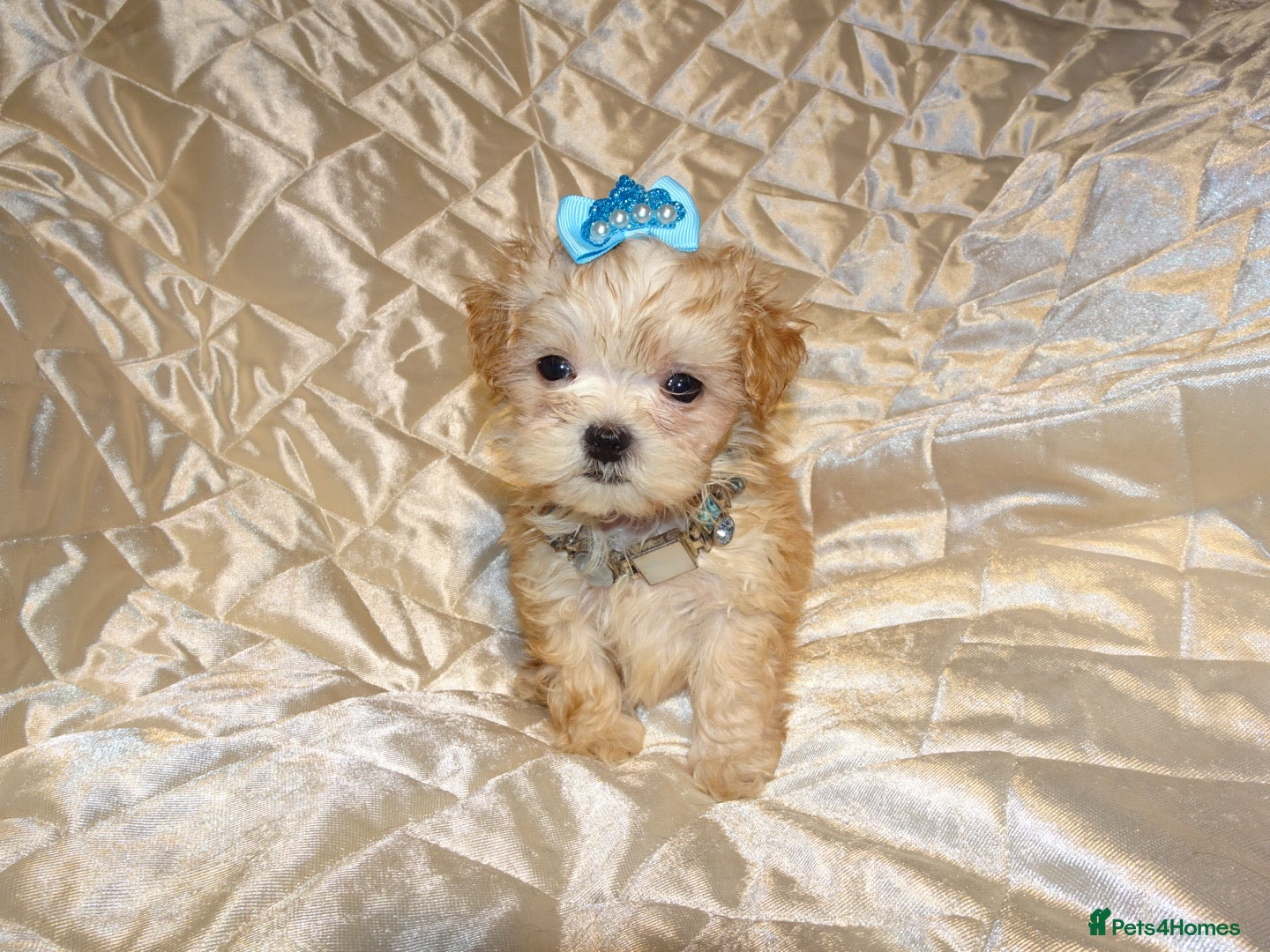 Maltipoo dogs **Apricot F1 Maltese x Toy Poodle Maltipoo Puppy** - Advert 7