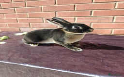 Rex rabbits for sale: Mini Rex Buck - Image 4