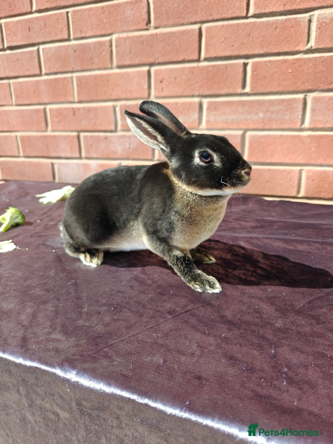 Rex rabbits for sale: Mini Rex Buck - Image 4