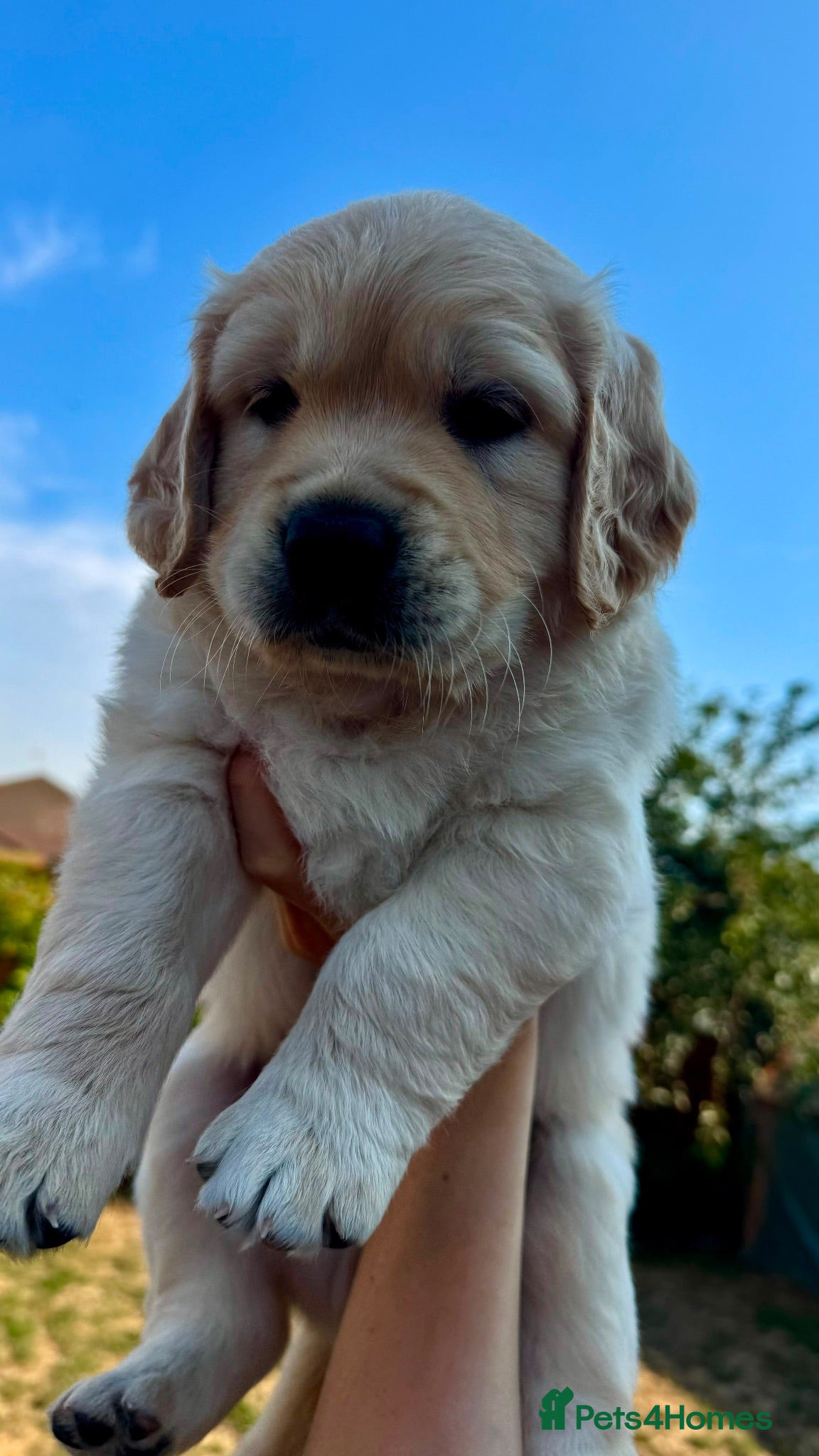 Golden Retriever dogs LARGE SIZE PURE GOLDEN RETRIEVER PUPPIES!!! - Advert 3