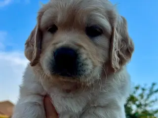 Golden Retriever dogs LARGE SIZE PURE GOLDEN RETRIEVER PUPPIES!!! - Advert 3