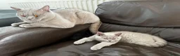 British Shorthair cats for sale: Two British shorthair boy and girl - Advert 9