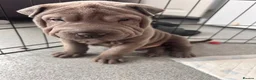 Shar Pei dogs for sale: Kc registered shar pei - Advert 18