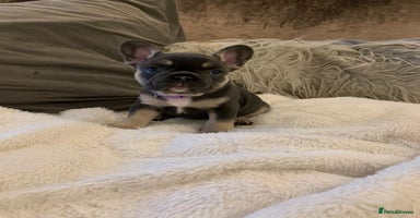 French Bulldog dogs - Advert 12