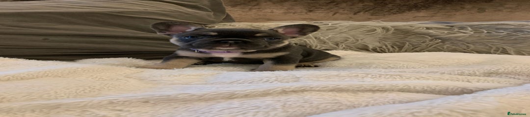 French Bulldog Puppy 6