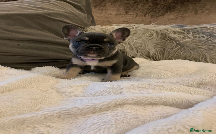 French Bulldog dogs - Advert 2