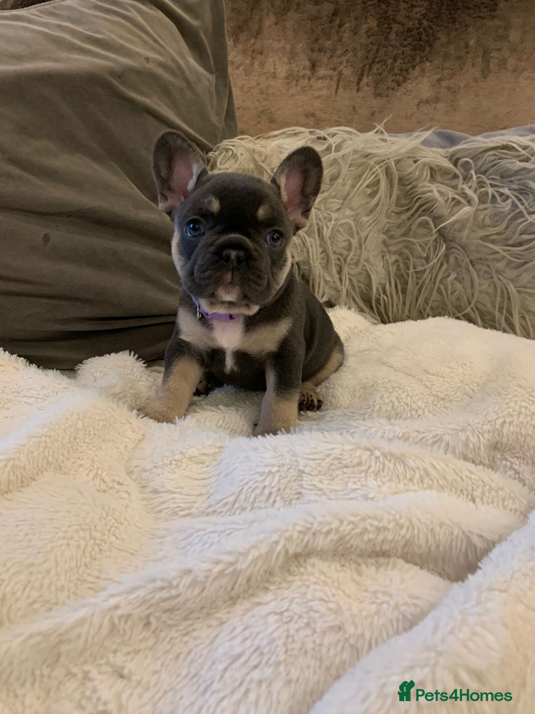 French Bulldog dogs for sale: Beautiful French Bulldogs  - Image 1