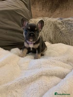 French Bulldog dogs - Advert 12