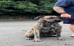 Presa Canario dogs for stud: Presa Canario for stud  - Image 4