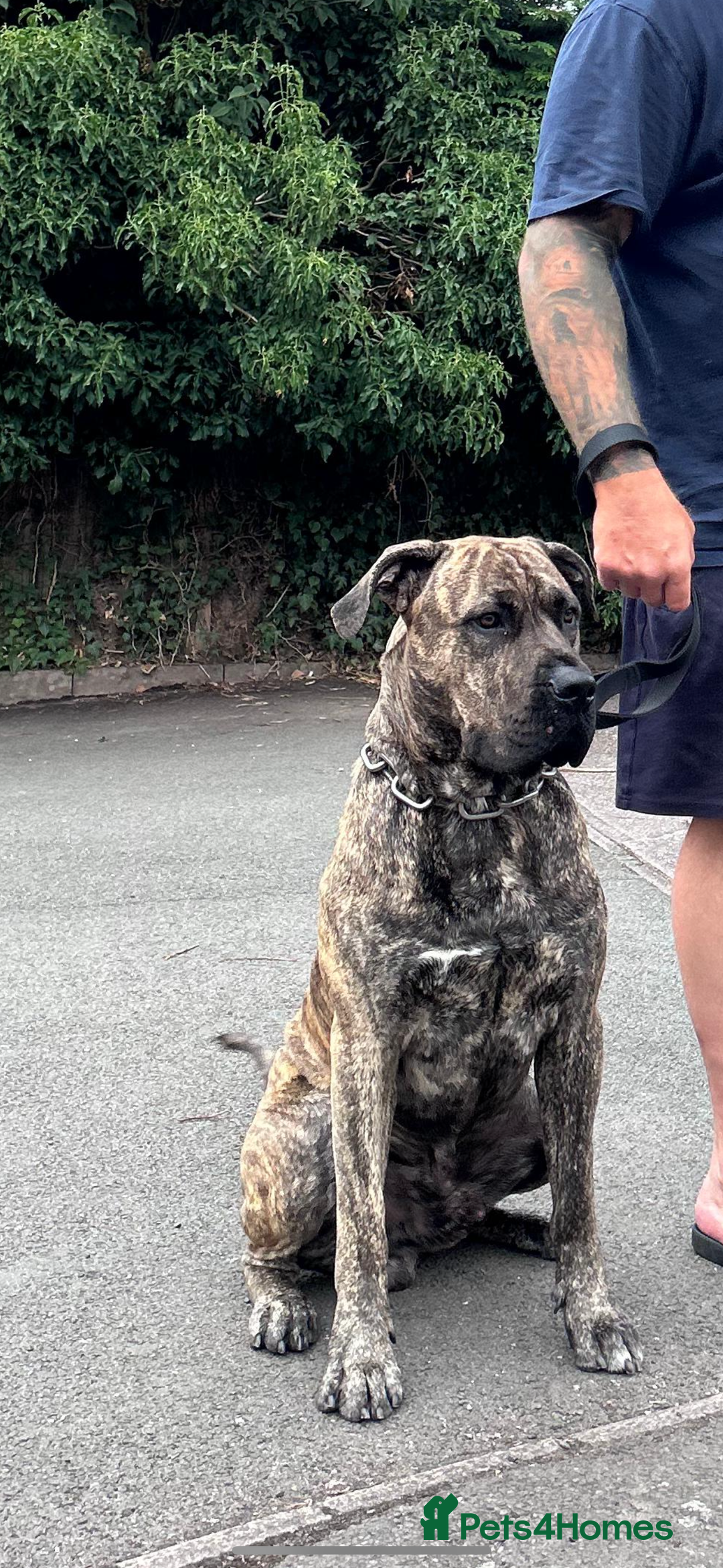 Presa Canario dogs for stud: Presa Canario for stud  - Image 4