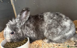 Mini Lop rabbits for sale: Mini lops - Image 3