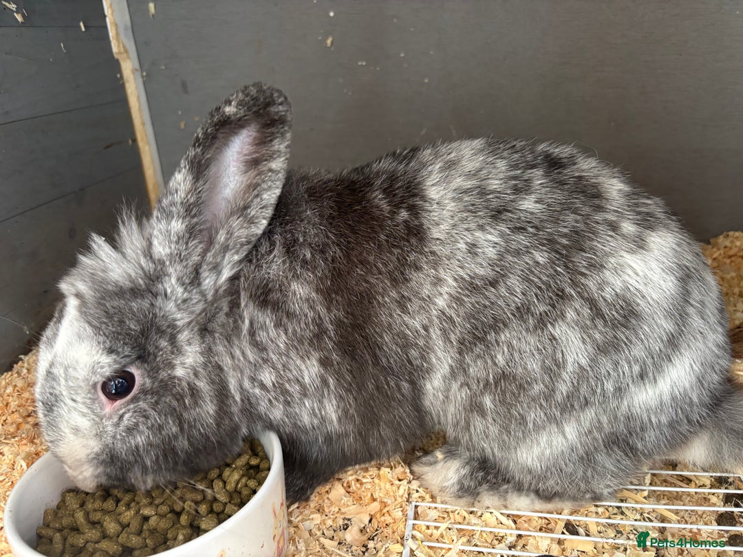 Mini Lop rabbits for sale: Mini lops - Image 3