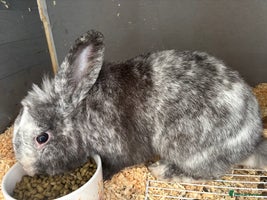 Mini Lop rabbits - Advert 9