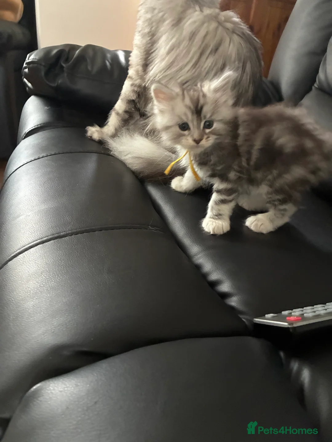 Maine Coon cats for sale: Maine coone kittens in Ebbw Vale - Advert 2