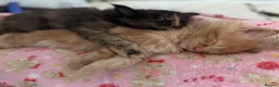 Maine Coon cats for sale: Beautiful mainecoon kittens  - Advert 24