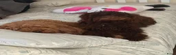 Cockapoo dogs for sale: Chocolate boy 8months - Advert 4
