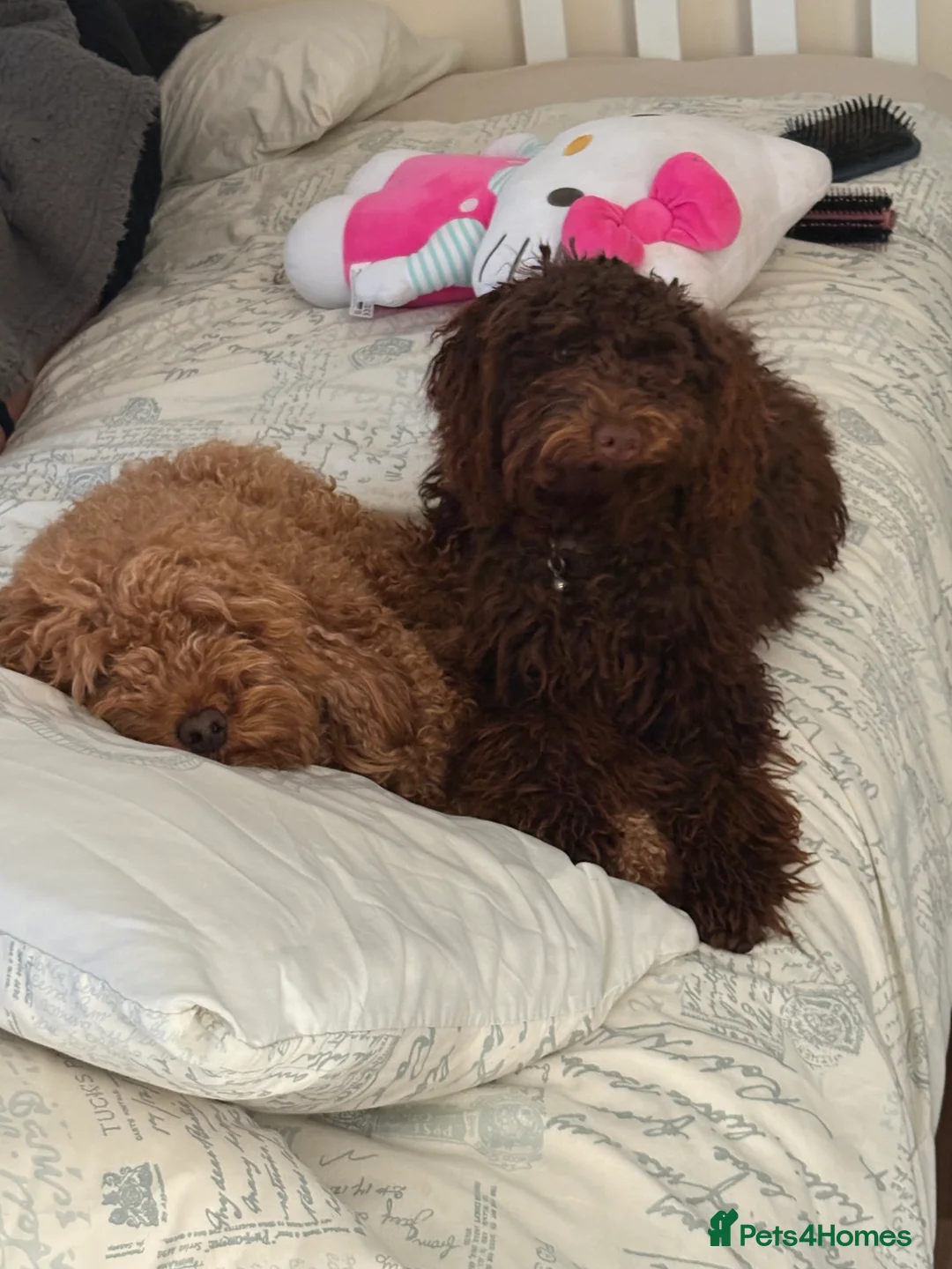Cockapoo dogs for sale: Chocolate boy 8months - Advert 4