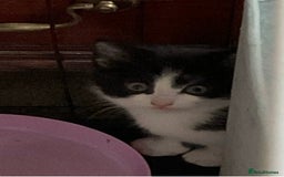 Mixed Breed cats for sale: Kittens - £25- Mid Wales - Image 6