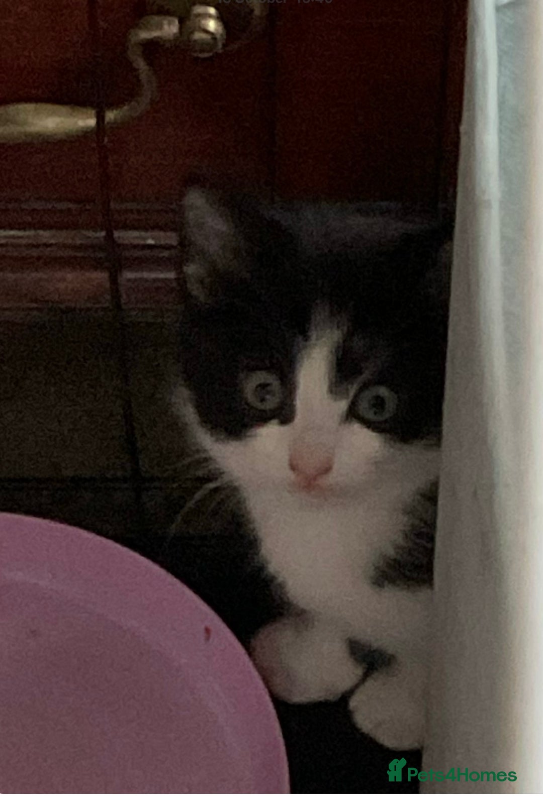 Mixed Breed cats for sale: Kittens - £25- Mid Wales - Image 6