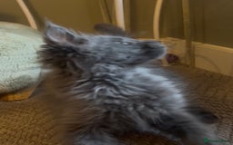Maine Coon cats for sale: Pedigree Maine coon kittens READY NOW - Image 7