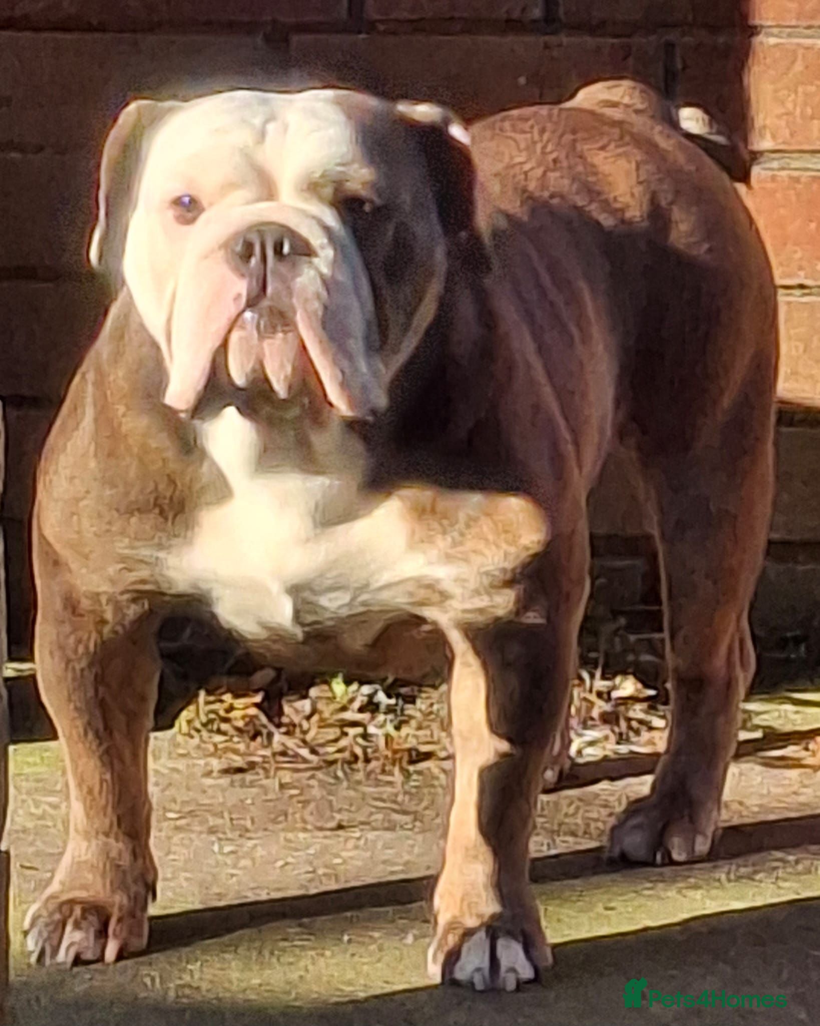 English Bulldog dogs Quality KC Registered Bulldog Puppies - Advert 7