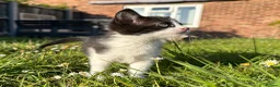 Mixed Breed cats for sale: Female kitten  - Advert 3