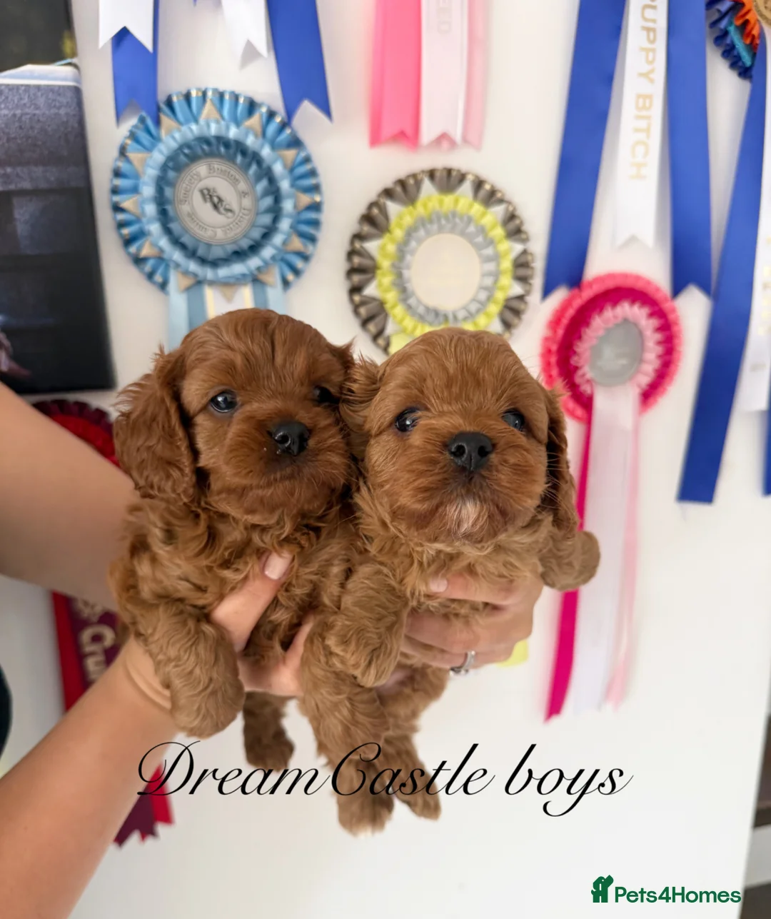 Cavapoo dogs for sale: Asian teddy poodle dad tiny Cavapoo puppies - Advert 2