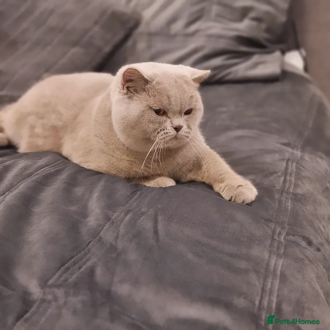 British Shorthair cats for stud: 🌟Exclusive Import ⭐World-Class Type🌟 - Advert 6