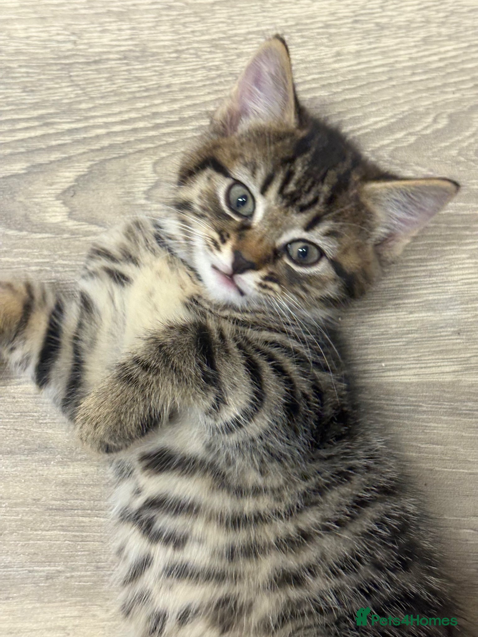 Mixed Breed cats 2 girls mixed bengal kittens  - Advert 20