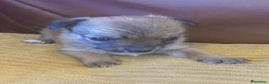 Chihuahua 3