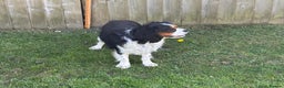 Cavalier King Charles Spaniel dogs for stud: CAVALIER TRI COLOUR STUD - HEALTH TESTED in Mablethorpe - Advert 10