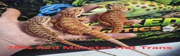 Bearded Dragon reptiles for sale: 75% Red Monster Trans and Het Trans in Okehampton - Advert 2