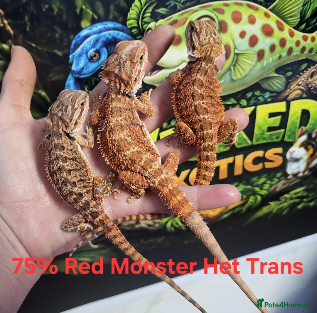 Bearded Dragon reptiles for sale: 75% Red Monster Trans and Het Trans in Okehampton - Advert 2