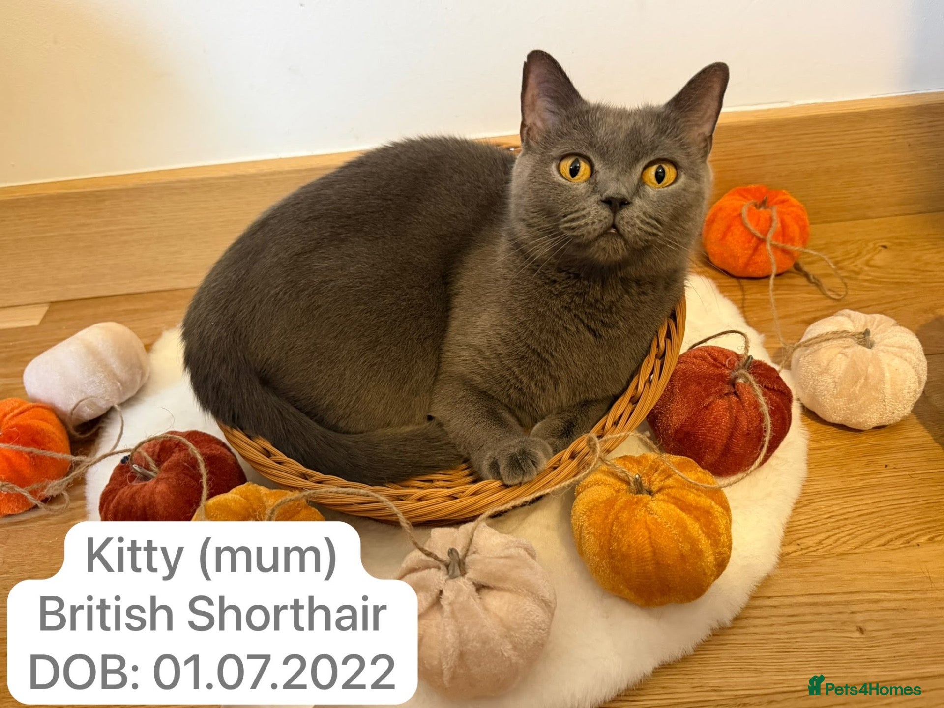 British Shorthair cats 3 Beautiful Autumn Coloured Kittens🤎🍂 - Advert 12