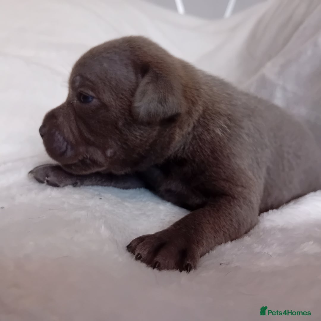 Staffordshire Bull Terrier dogs for sale: Staffordshire bull terrier pups  - Advert 20