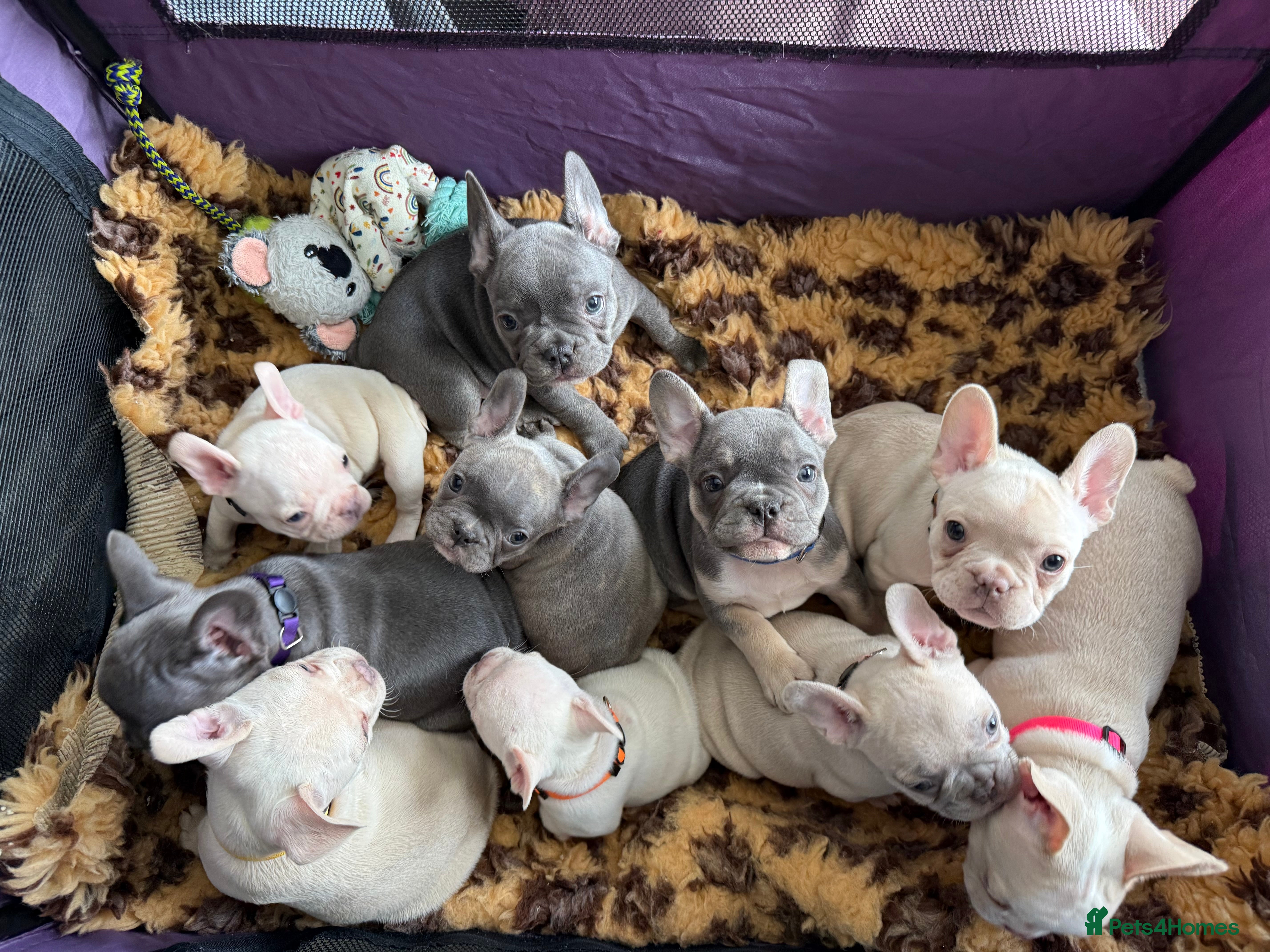 French Bulldog dogs Highly Health tested French Bulldog Puppies - Advert 6