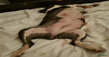 Boston Terrier dogs Boston Terrier Puppies  - Advert 1