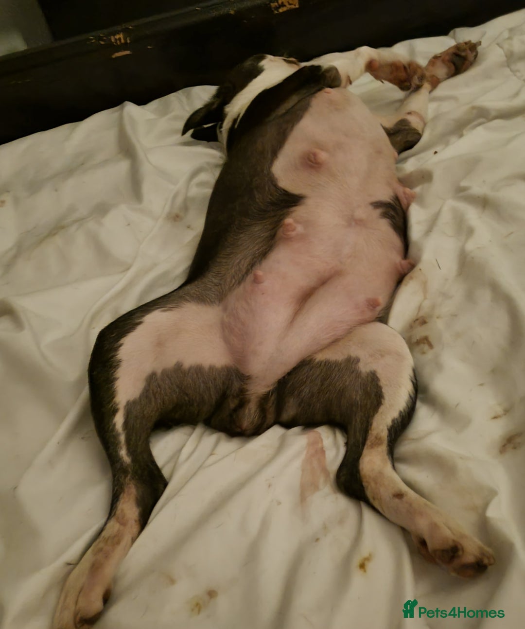 Boston Terrier dogs for sale: Boston Terrier Puppies  - Advert 1