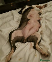 Boston Terrier dogs Boston Terrier Puppies - Advert 1