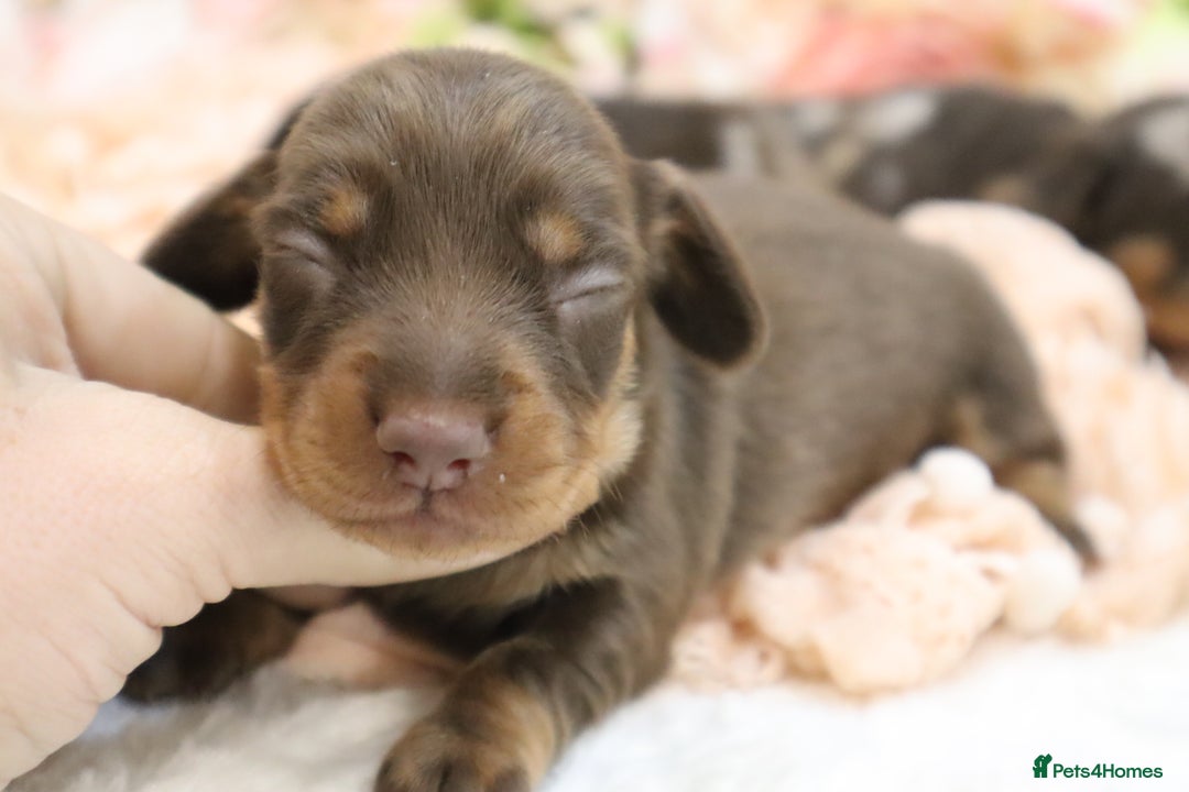 Miniature Dachshund dogs for sale: KC Miniature Dachshund Puppies - Image 19