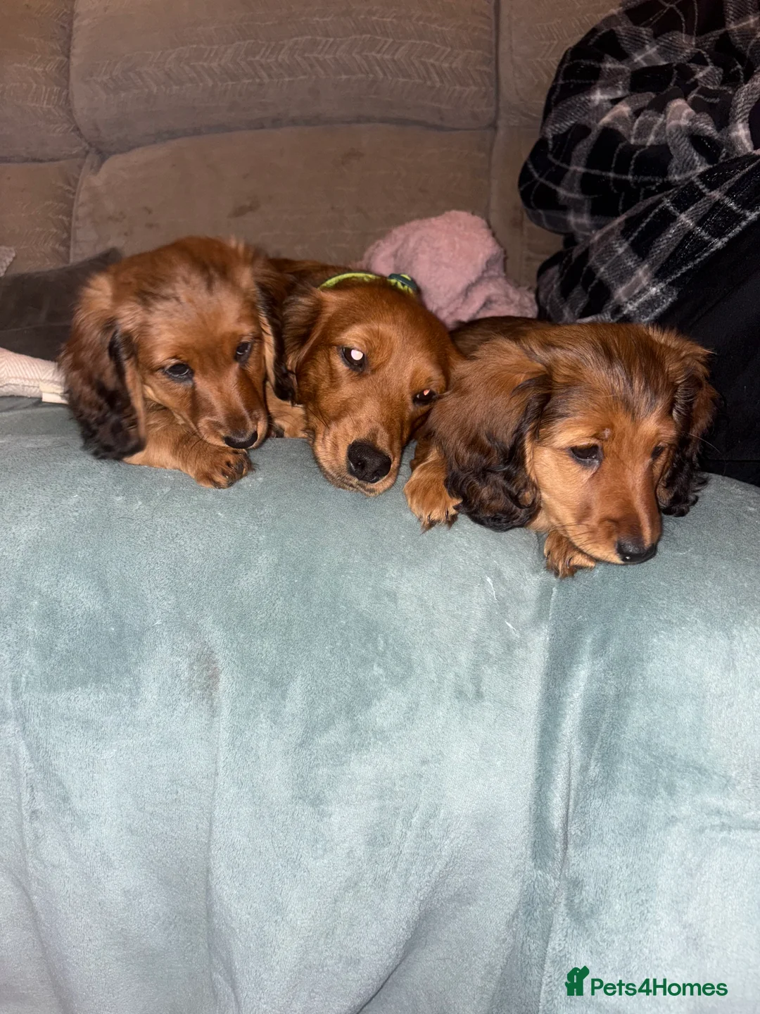 Dachshund dogs for sale: 2x Red dapple Dachshund puppies ready to go.. - Advert 14