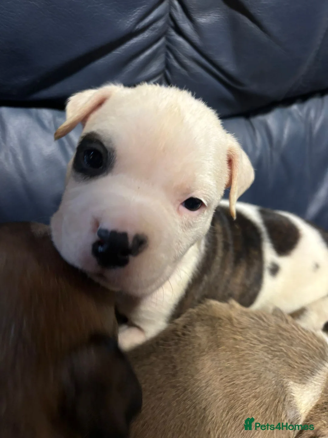 American Bulldog dogs for sale: American bulldog  - Advert 2