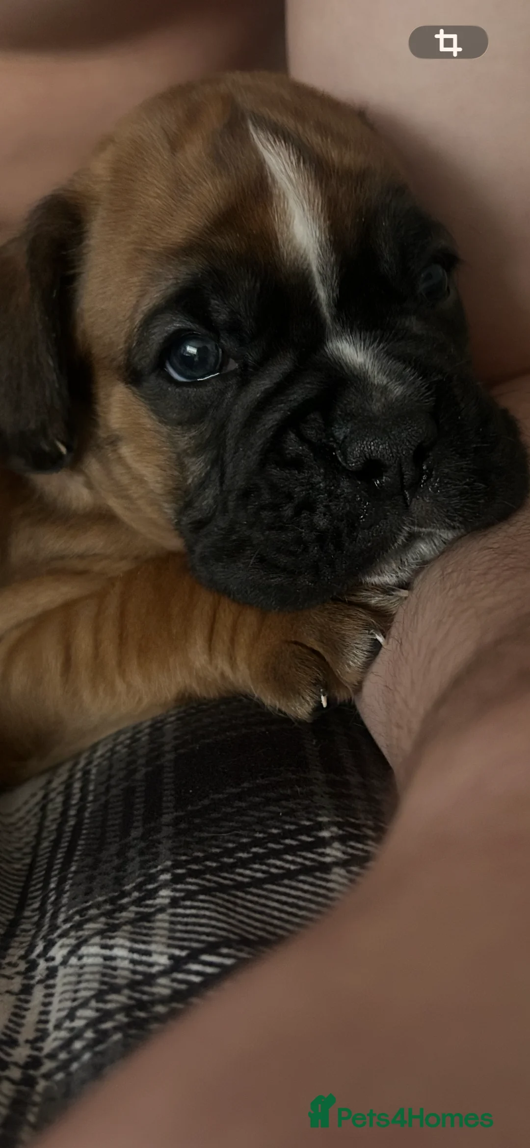 Boxer dogs for sale: Exceptional Litter - World Champion Bloodline  - Advert 3