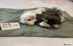 Guinea Pig rodents for sale: Lovely litter of funky haired Guinea pigs - Image 1
