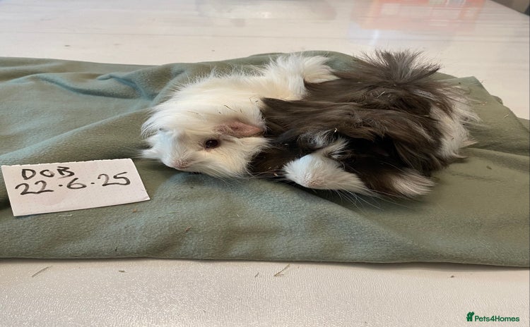 Guinea Pig rodents - Advert 4