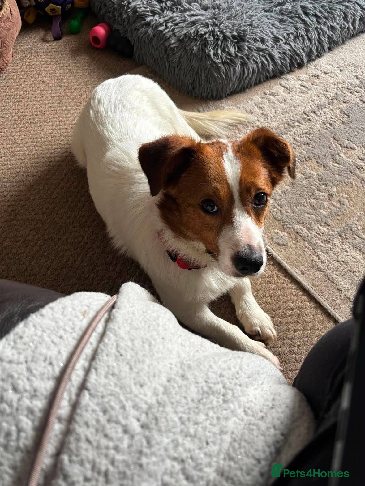 Mixed Breed dogs for adoption: Gregory for adoption in Leigh-on-Sea - Advert 11